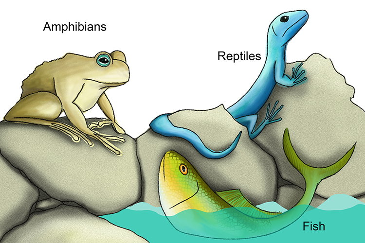 Image of reptiles amphibians and fish as cold blooded categories of vertebrates